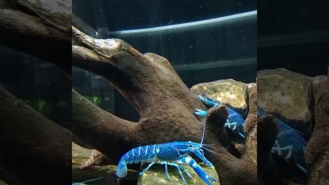 Łódź Poland, ZOO / Лодзь Польша, ЗООпарк 5 мая 2019 год смотреть онлайн