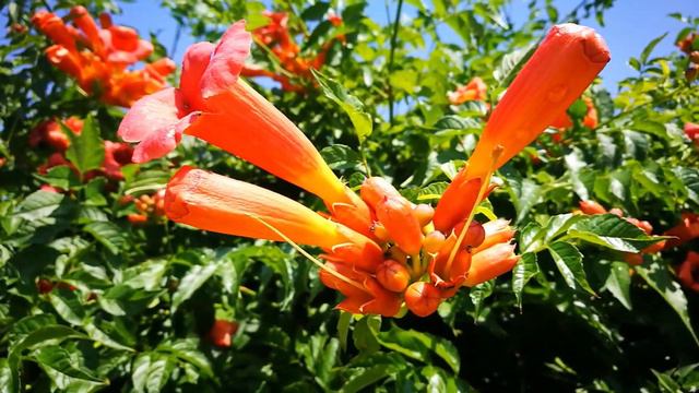 Текома смотреть онлайн