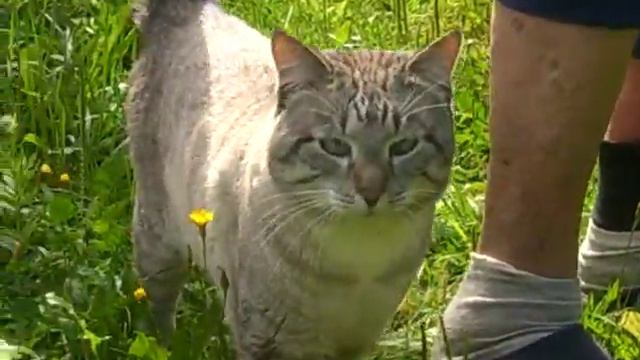 "ЁШКИН КОТ" или самый ДОБРЫЙ видео ролик... : ) смотреть онлайн