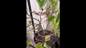 Реанимация и восстановление бугенвиллий / чудо препараты из моей зелёной аптечки