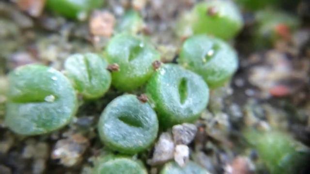 Lithops Fulviceps V. Fulviceps Cv. 