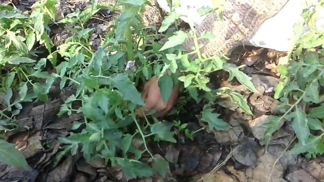 Прищипывание помидоров.Шридхам Прабху смотреть онлайн