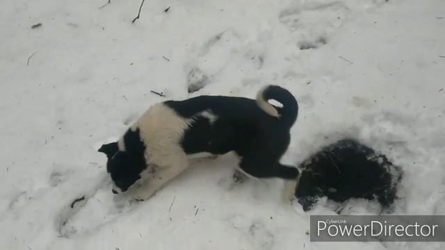 Щенки лайки в лесу. Нахаживаем приучаем!!! смотреть онлайн