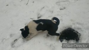 Щенки лайки в лесу. Нахаживаем приучаем!!!