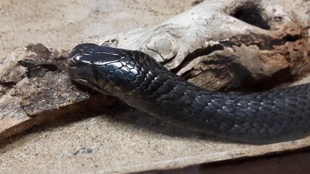 Zoo Wroclaw ( Вроцлавский зоопарк) 2019 смотреть онлайн