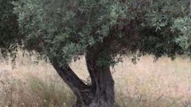 plantes et porte bonheur : Instant d'Antan смотреть онлайн