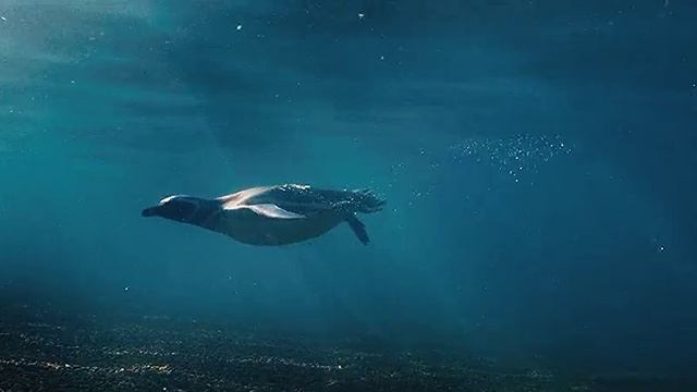 **Фильм "Мой пингвин" (2024): История дружбы и преодоления** смотреть онлайн