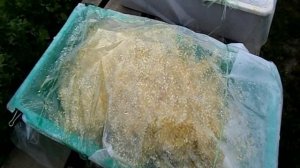 Несколько советов тем,кто решил вырастить гипсофилу махровую.