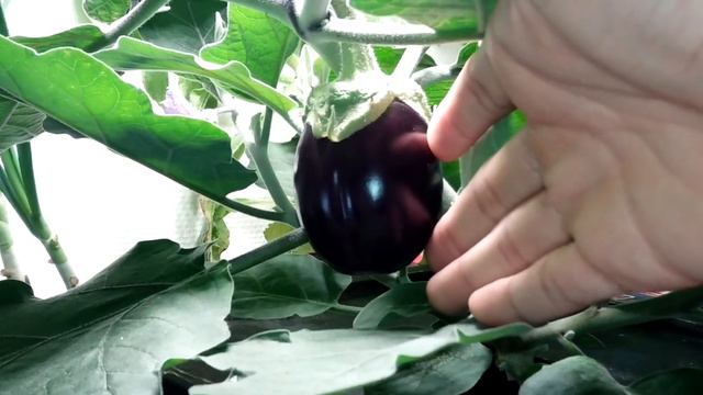 Growing Hydroponic Eggplant Indoors смотреть онлайн