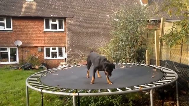 Ротвейлер на батуте!   #Rottweilerontrampoline