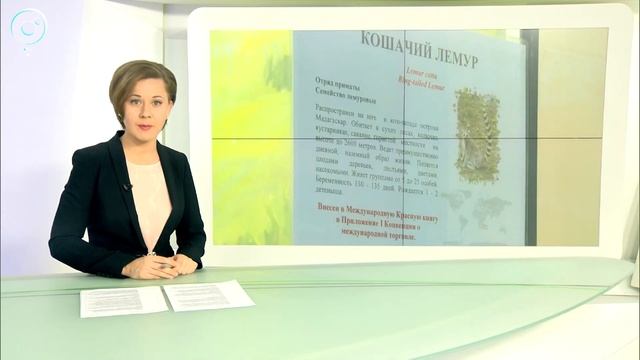Пополнение в Новосибирском зоопарке. Капибары и лемуры принесли потомство смотреть онлайн