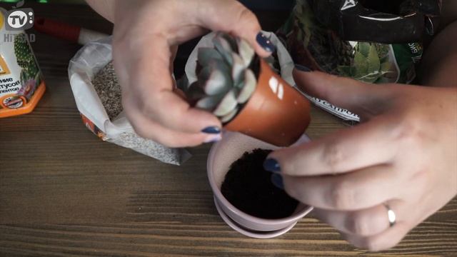 Правильная пересадка суккулентов ? Советы по уходу после пересадки смотреть онлайн