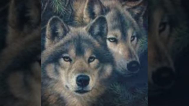 Любовь волков 🥰🐺 смотреть онлайн