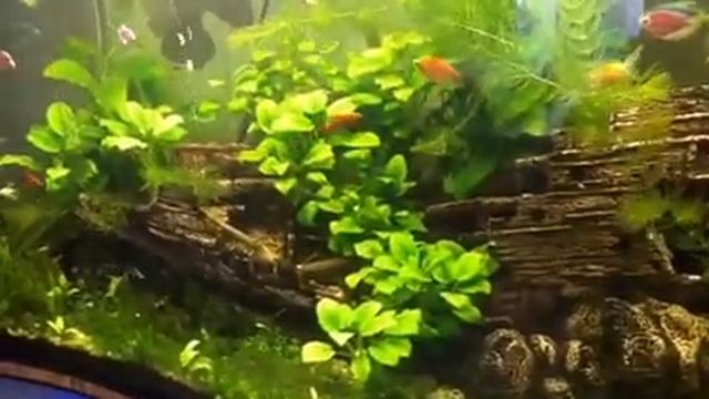 Домашний увлажнитель воздуха смотреть онлайн