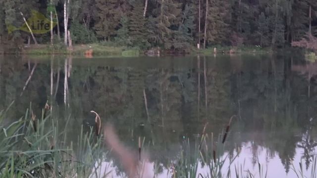 Какие наживки карп и крупный карась заглатывают не думая в июле и августе? Наживки на карпа и карас смотреть онлайн