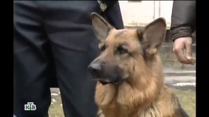 Возвращение Мухтара 2. Будильник