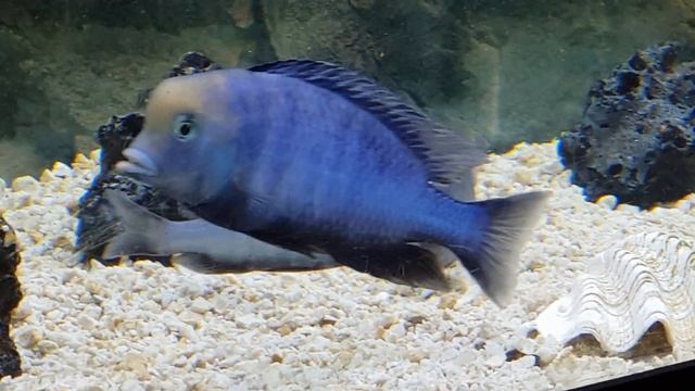 Blue dolphin Cichlids breeding p1 of 3 смотреть онлайн