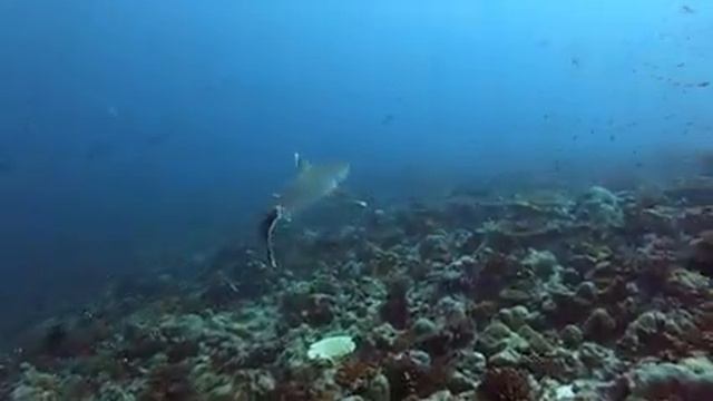 Какие акулы живут на Мальдивах. #акулы #мальдивы #shark #scubadiving #дайвинг #подводныймир