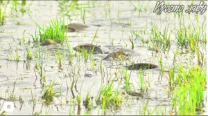 Как и на,что ловить карася в июне.