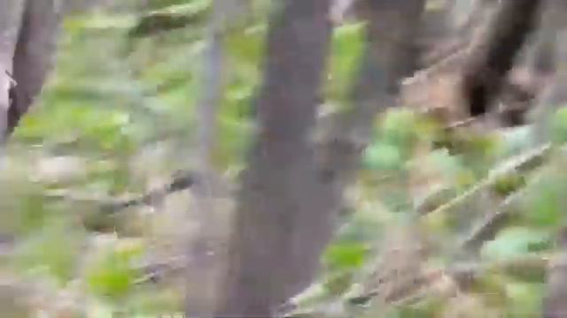 В Южно-Сахалинске засняли медведя, питающегося травой смотреть онлайн