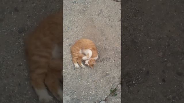Если кошка крутиться так как на видео, то она хочет "ГУЛЯТЬ" смотреть онлайн