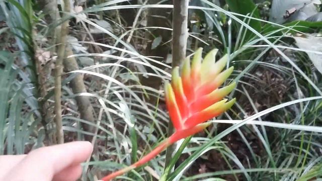 Bromélia Vriesea carinata. смотреть онлайн