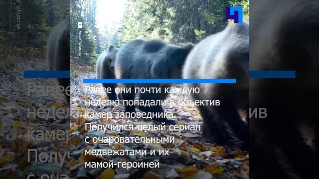 Медвежье семейство из Нижне-Свирского заповедника отправились в берлогу на длительный зимний сон смотреть онлайн