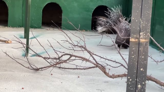 Дикобразы переехали в многоквартирный дом! Парк львов «ТАЙГАН»! смотреть онлайн