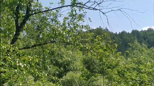 Красноярский край! Отдых реке Мана, вблизи поселка Нарва! смотреть онлайн