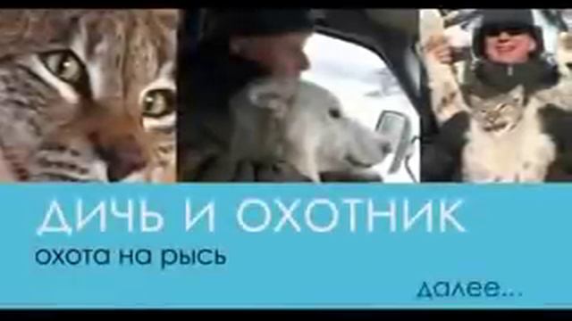 Охота на рысь смотреть онлайн