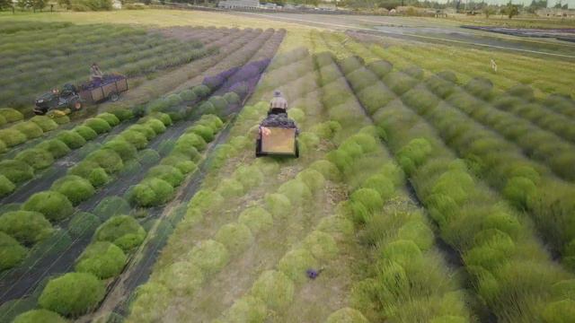Lavender Harvest 2018 Begins at B&B Family Farm! смотреть онлайн