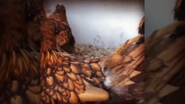 Орпингтоны золотистые чёрно-окаймлённые 15.11.2018г. смотреть онлайн