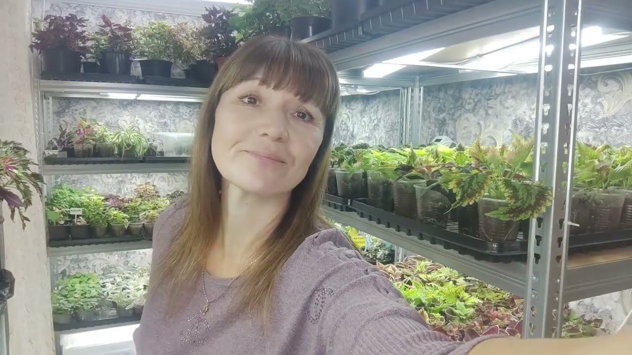 Как сохранить и вырастить цветочную рассаду осенью и зимой в домашних условиях. Обзор в октябре . смотреть онлайн