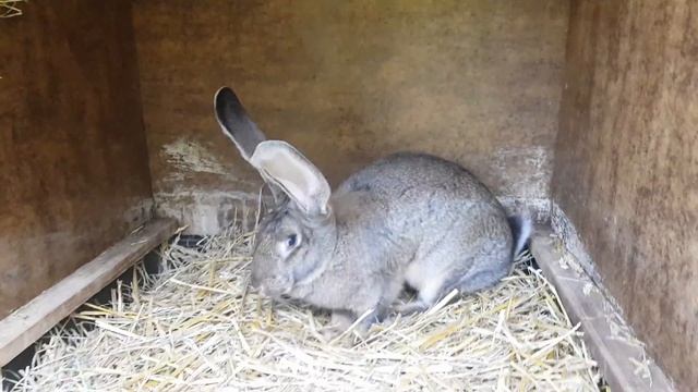 3. Juni 2018 Ризены обзор. смотреть онлайн