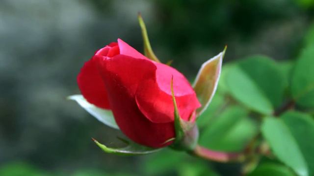 Черкаси,Чигирин, Суботів - УкраЇна. (Cherkasy,Chygyryn,Subotiv - Ukraine).avi смотреть онлайн