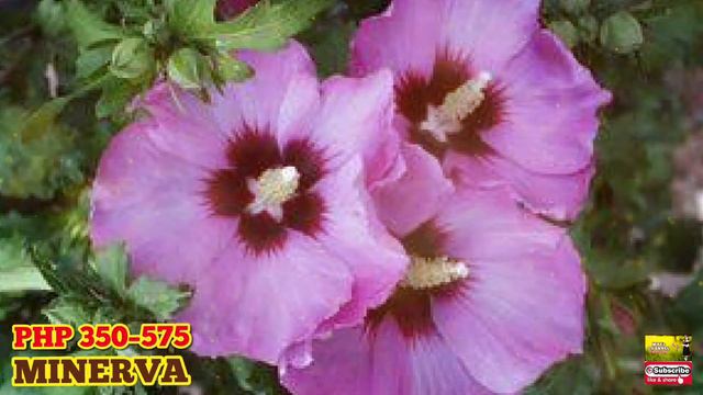 TOP 45 HIBISCUS VARIETIES (GUMAMELA) AND THEIR PRICE RANGE!!! :) смотреть онлайн