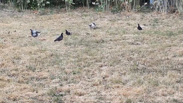 кот охотится на воробьев смотреть онлайн