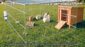 Калифорнийский кролик: описание породы, разведение и содержание