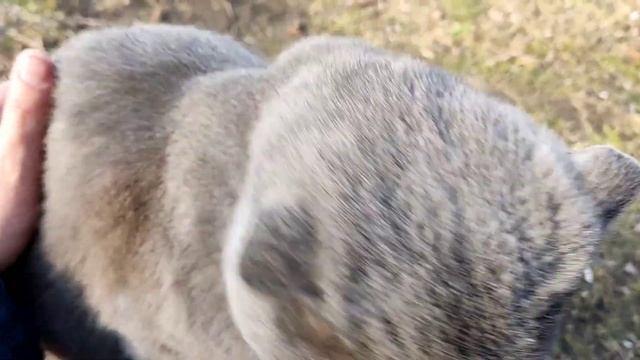 Тучка бывает не только в небе?Видео про любимого кота смотреть онлайн