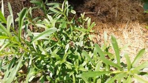 Как вырастить Иберис многолетний в Подмосковье