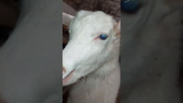 Угощение для коз. смотреть онлайн