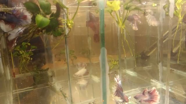 Аквариум для начинающих ПЕТУШКИ & ДИСКУСЫ! Кого выгоднее разводить Часть 1 смотреть онлайн