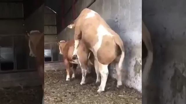 Секс после 40, он такой ??? смотреть онлайн