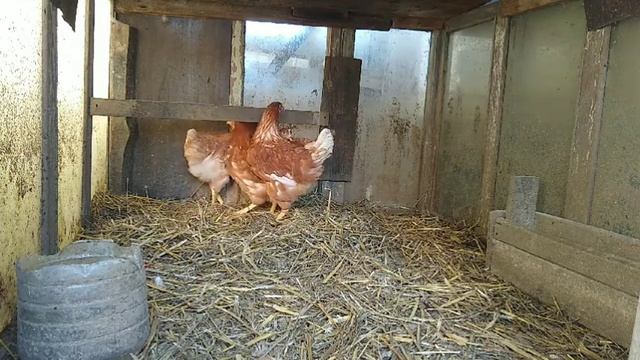 КАК ПОЖИВАЮТ КУРЫ ЛОМАН БРАУН)))//ЧЕМ КОРМИТЬ КУР?// смотреть онлайн