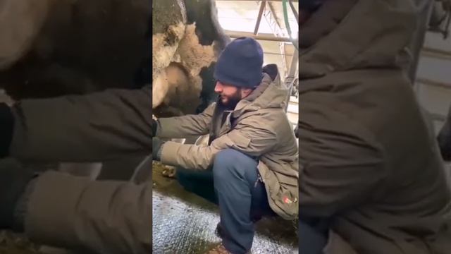 Молочная Ферма КФХ Балагов 🐄🥛 смотреть онлайн