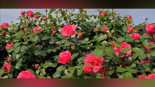 Roses and Peonies in Bloom | Gardening | Blühende Rosen und Pfingstrosen | Garden Update смотреть онлайн