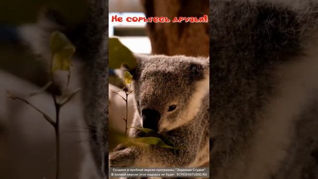 Коала кушает листья.