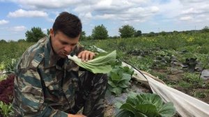 Капуста китайская пак-чой гибрид Бопак F1