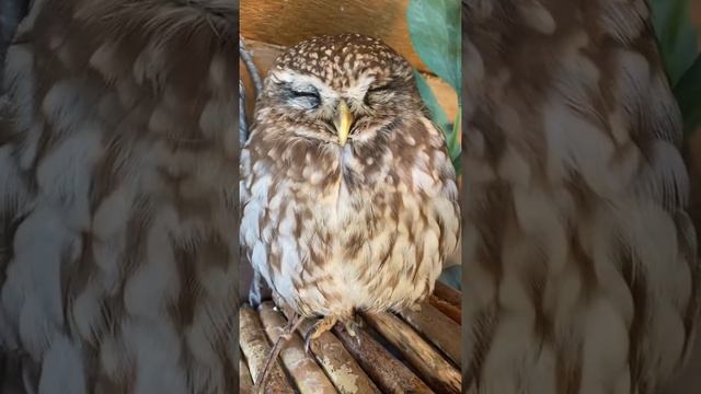 Ну, нельзя быть на свете, красивой такой 🦉😍 смотреть онлайн
