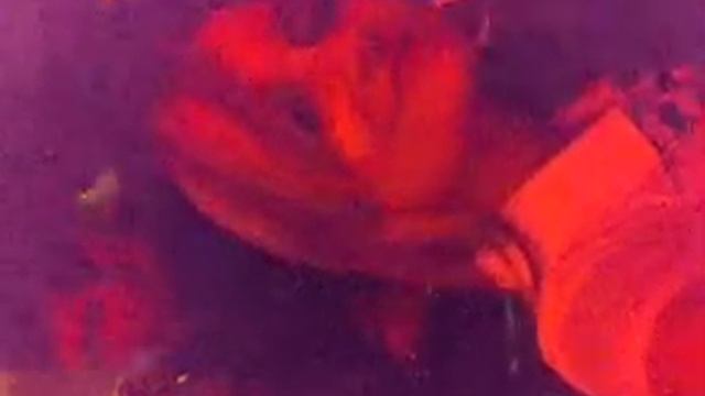 naranjas de la china смотреть онлайн
